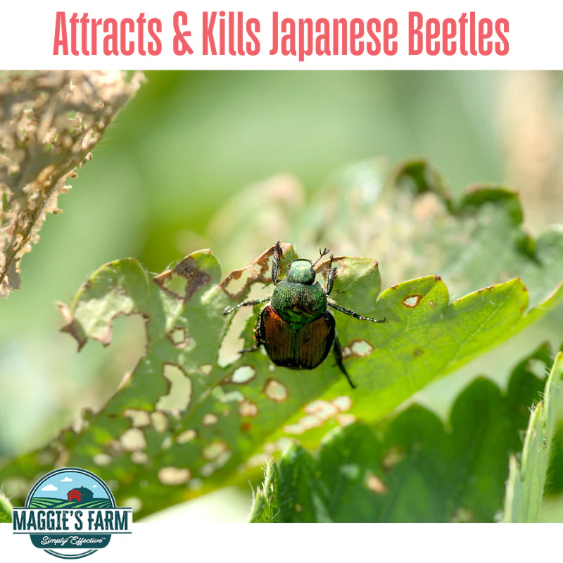 Lure & Kill Japanese Beetle Concentrate - Image 3