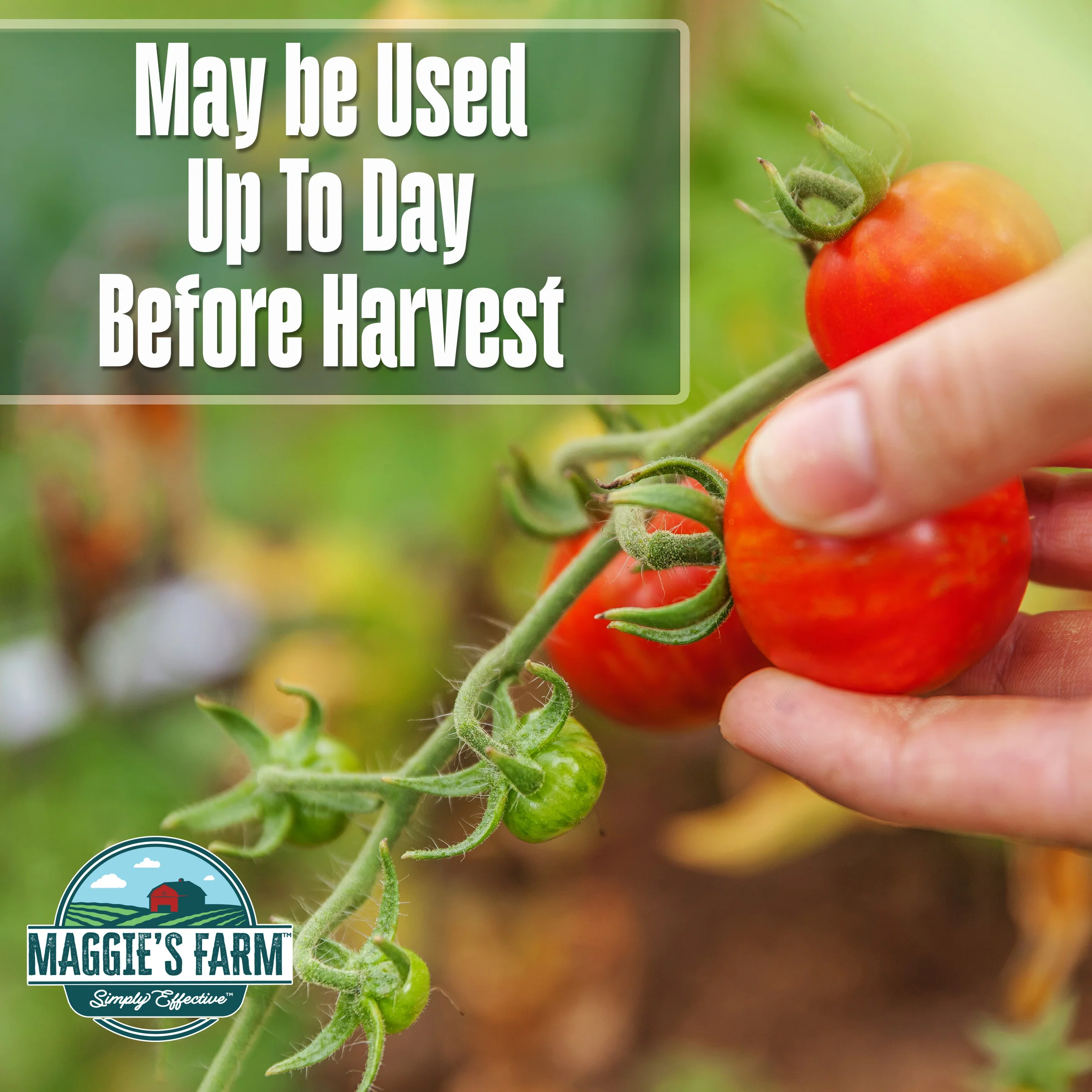 Vegetable Garden Insect & Disease Control - Image 4